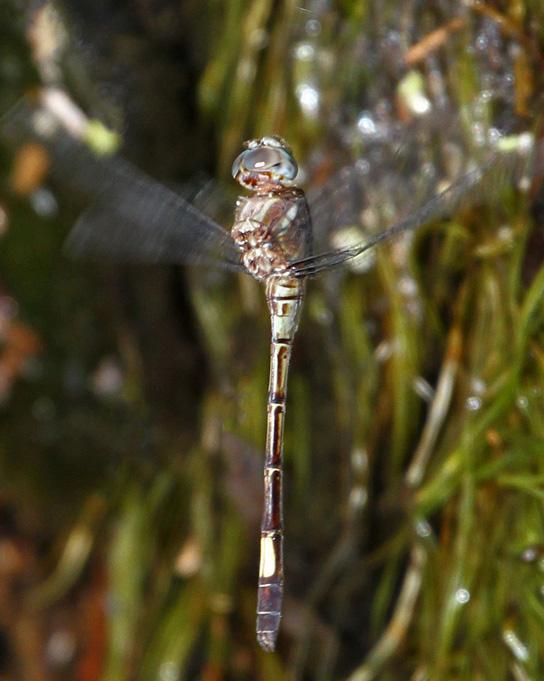 Slender Clubskimmer Photo by Terry Hibbitts
