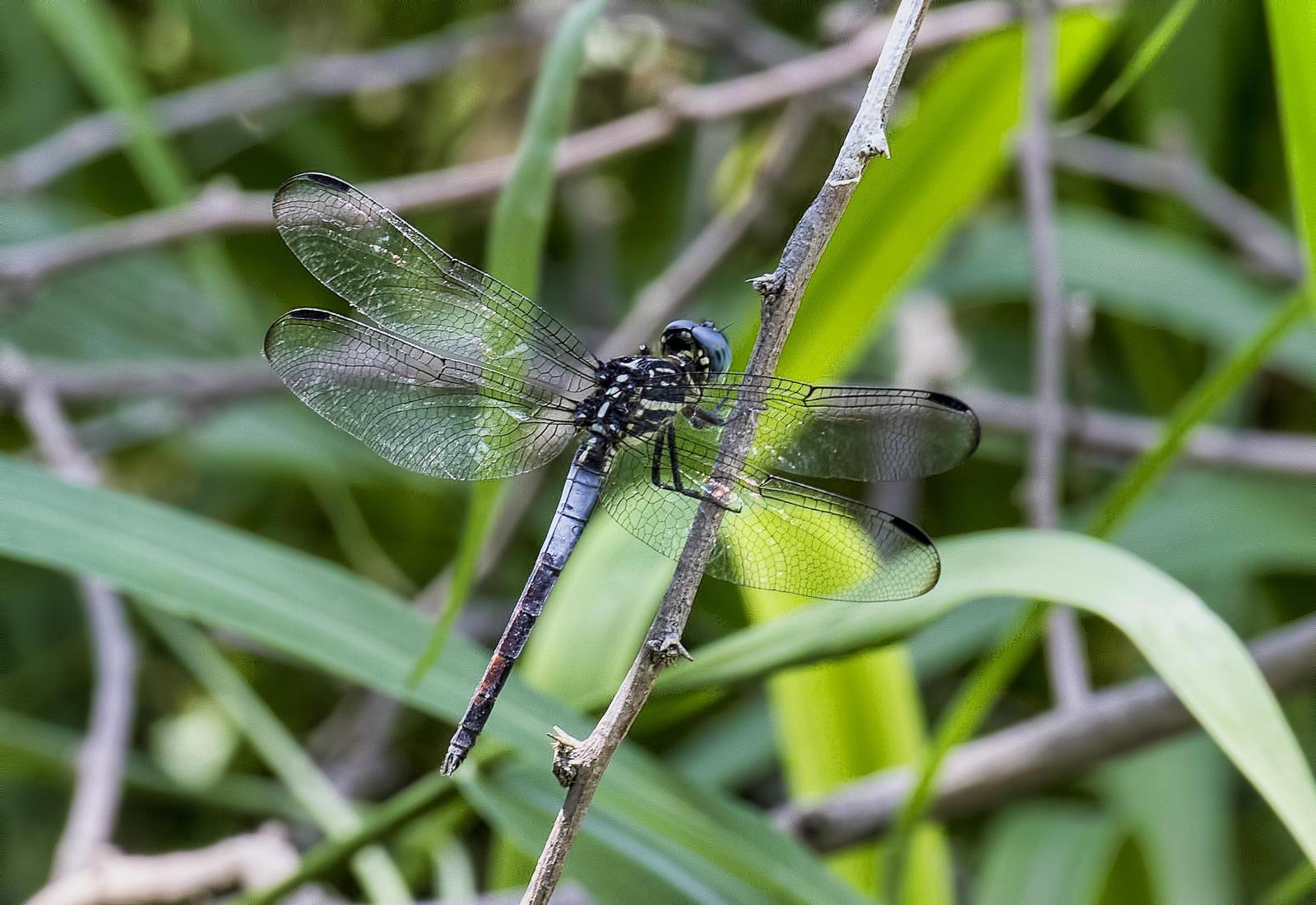 Gray-waisted Skimmer Photo by Michael Moore