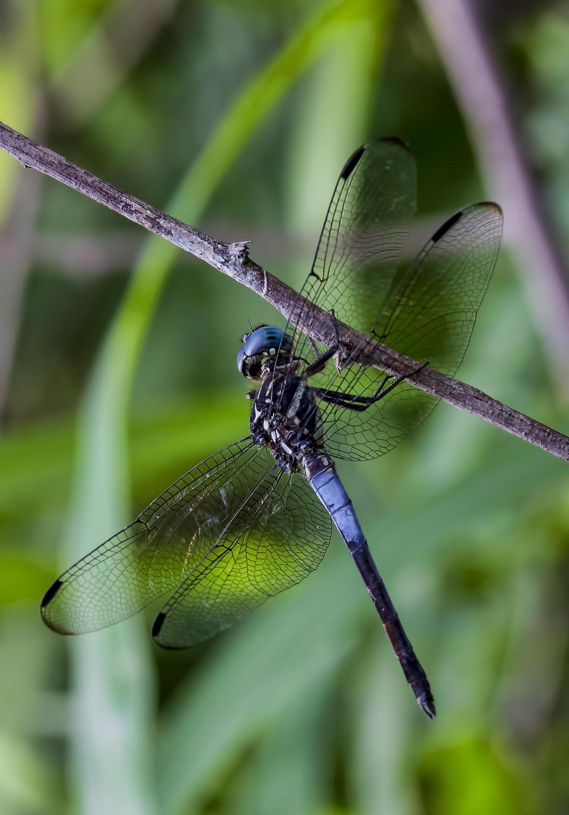 Gray-waisted Skimmer Photo by Michael Moore