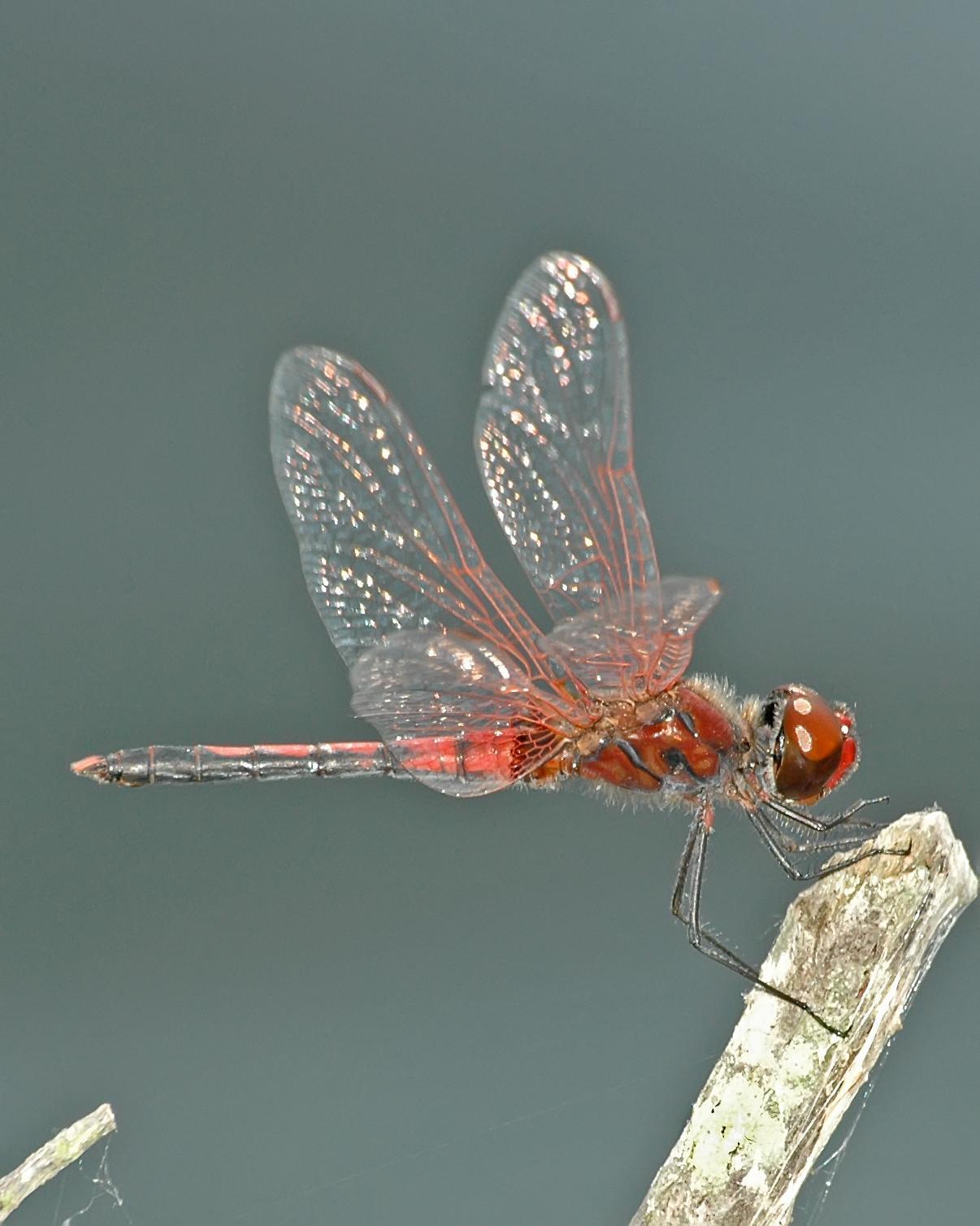 Red-veined Pennant Photo by marion dobbs