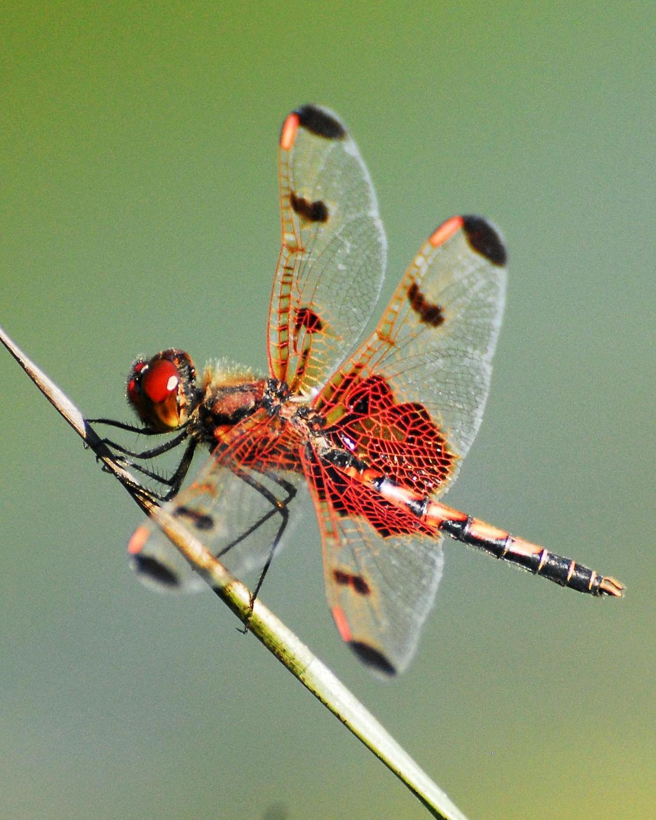 Calico Pennant Photo by David Hollie