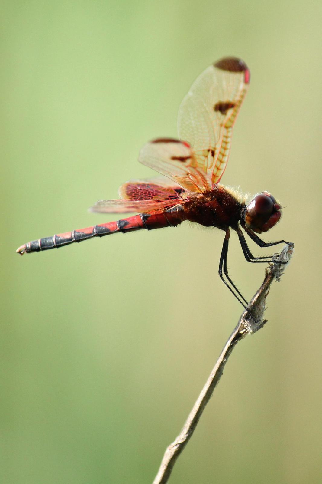 Calico Pennant Photo by Kristy Baker