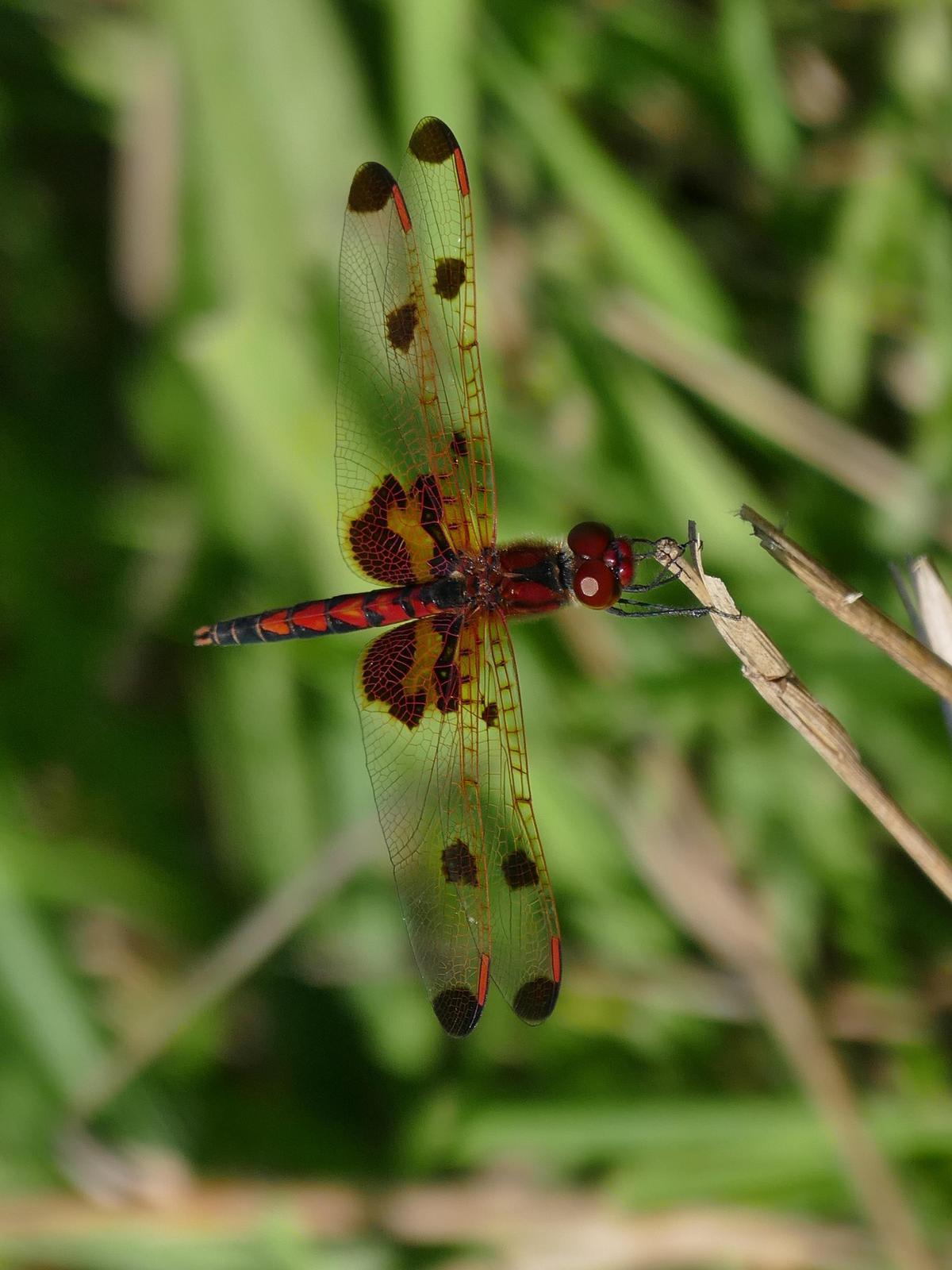 Calico Pennant Photo by Drew Weber