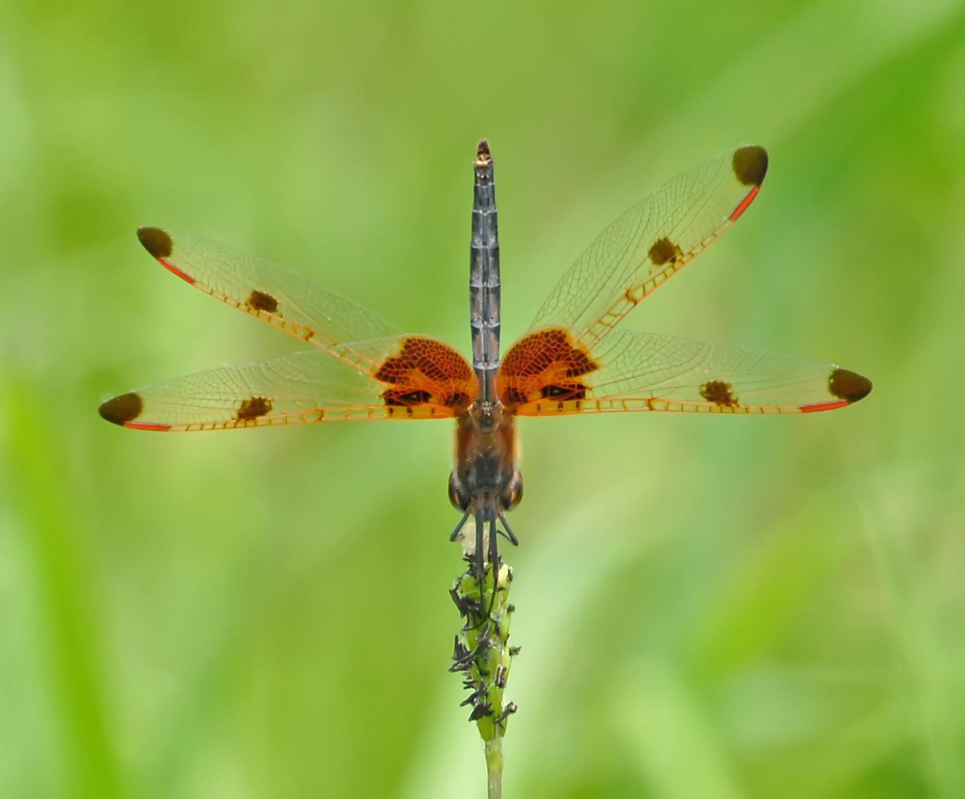 Calico Pennant Photo by marion dobbs