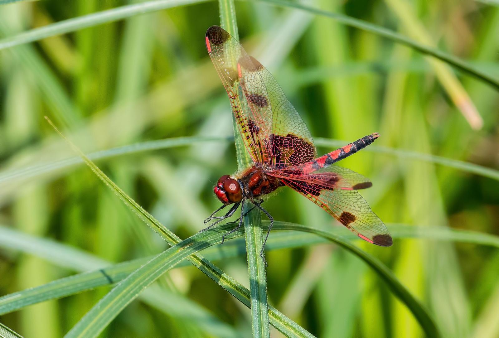 Calico Pennant Photo by Michael Moore