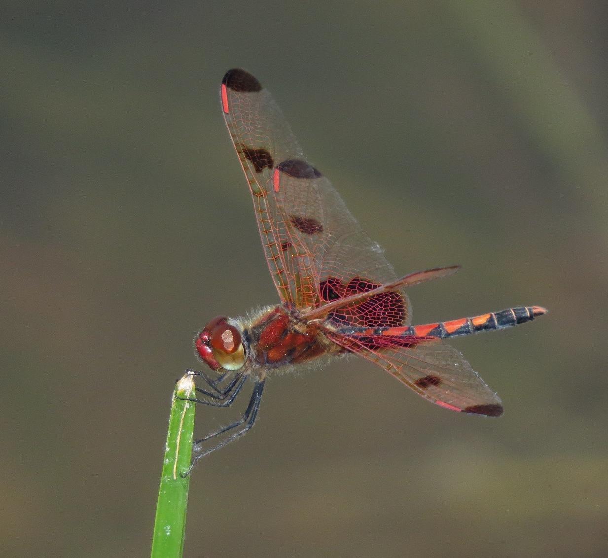 Calico Pennant Photo by Victor Fazio