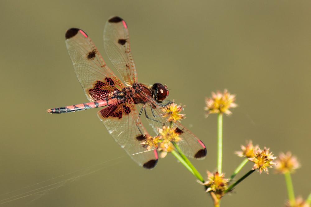 Calico Pennant Photo by Tony Schoch
