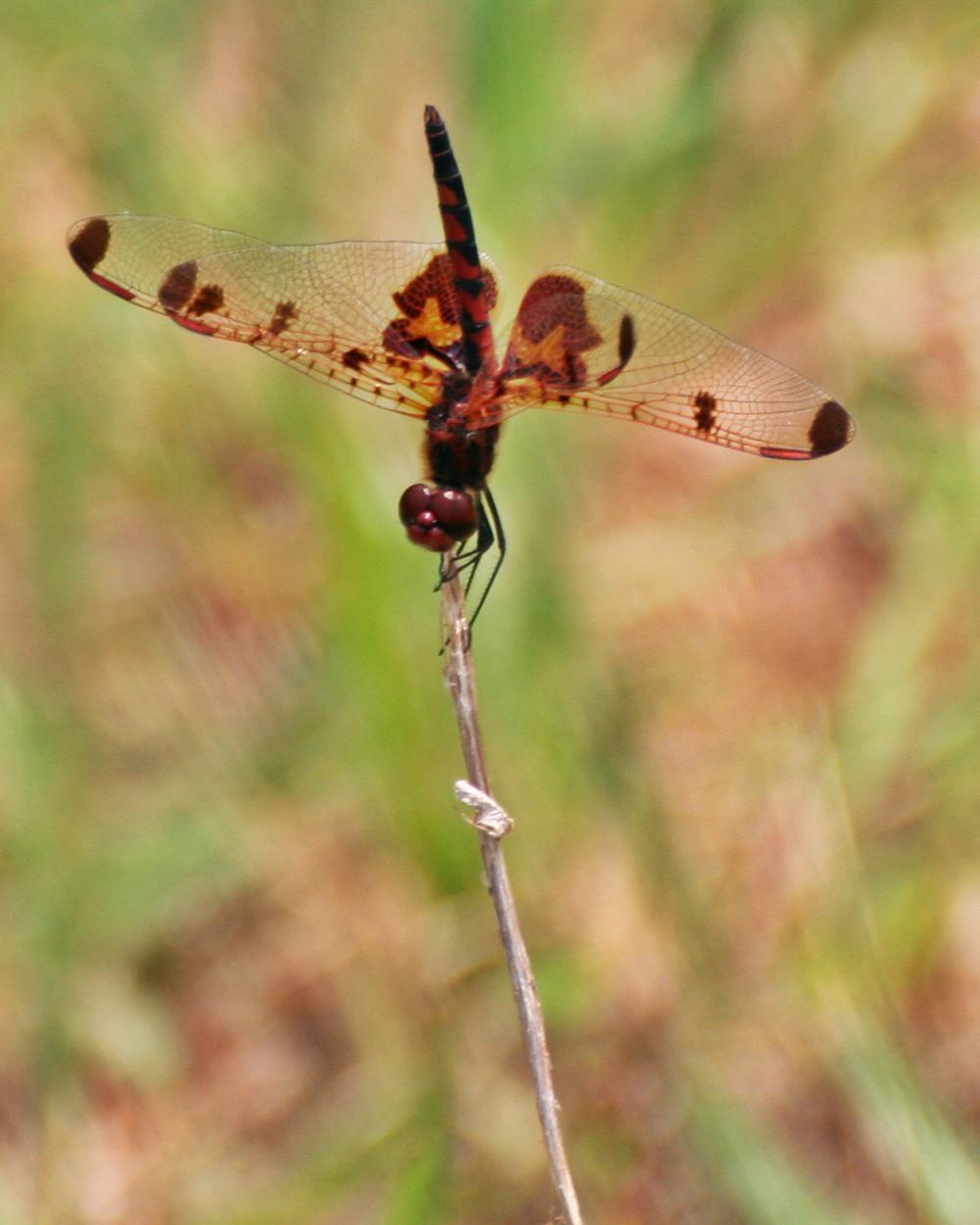 Calico Pennant Photo by Andrew Theus