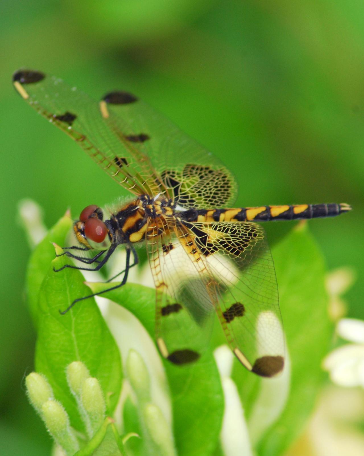 Calico Pennant Photo by David Hollie