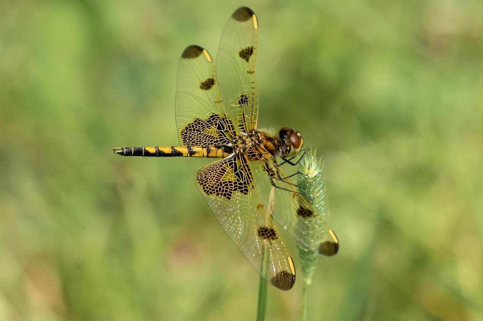 Calico Pennant Photo by Joanne Bartkus