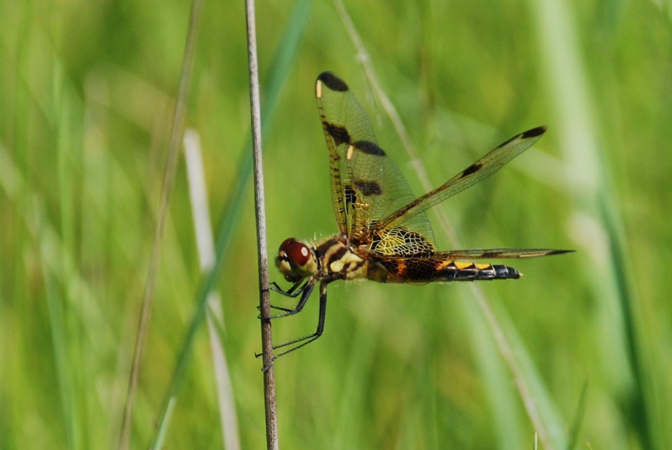Calico Pennant Photo by James Fox