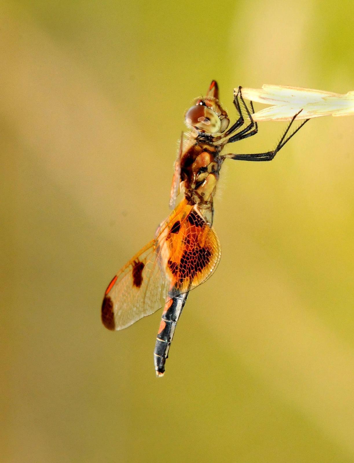 Calico Pennant Photo by Steven Mlodinow