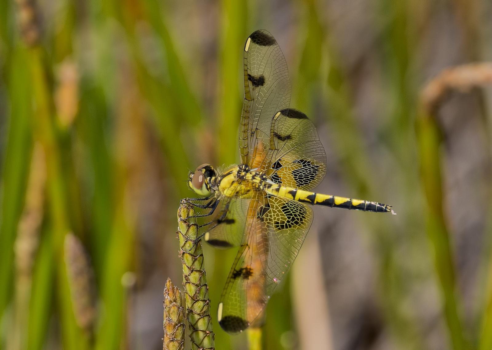 Calico Pennant Photo by Michael Moore
