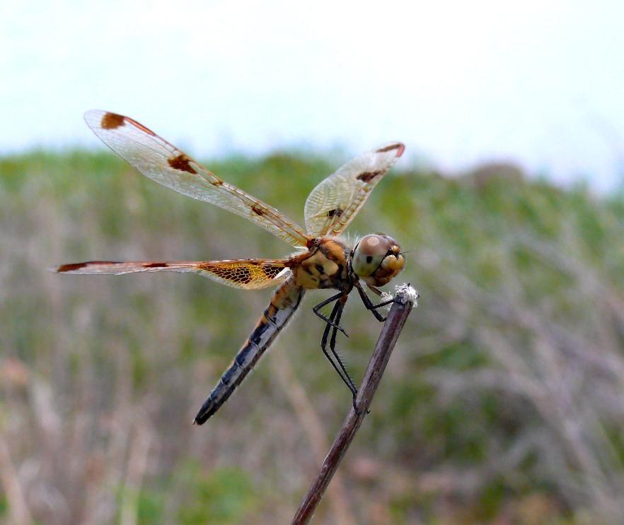 Calico Pennant Photo by Victor Fazio