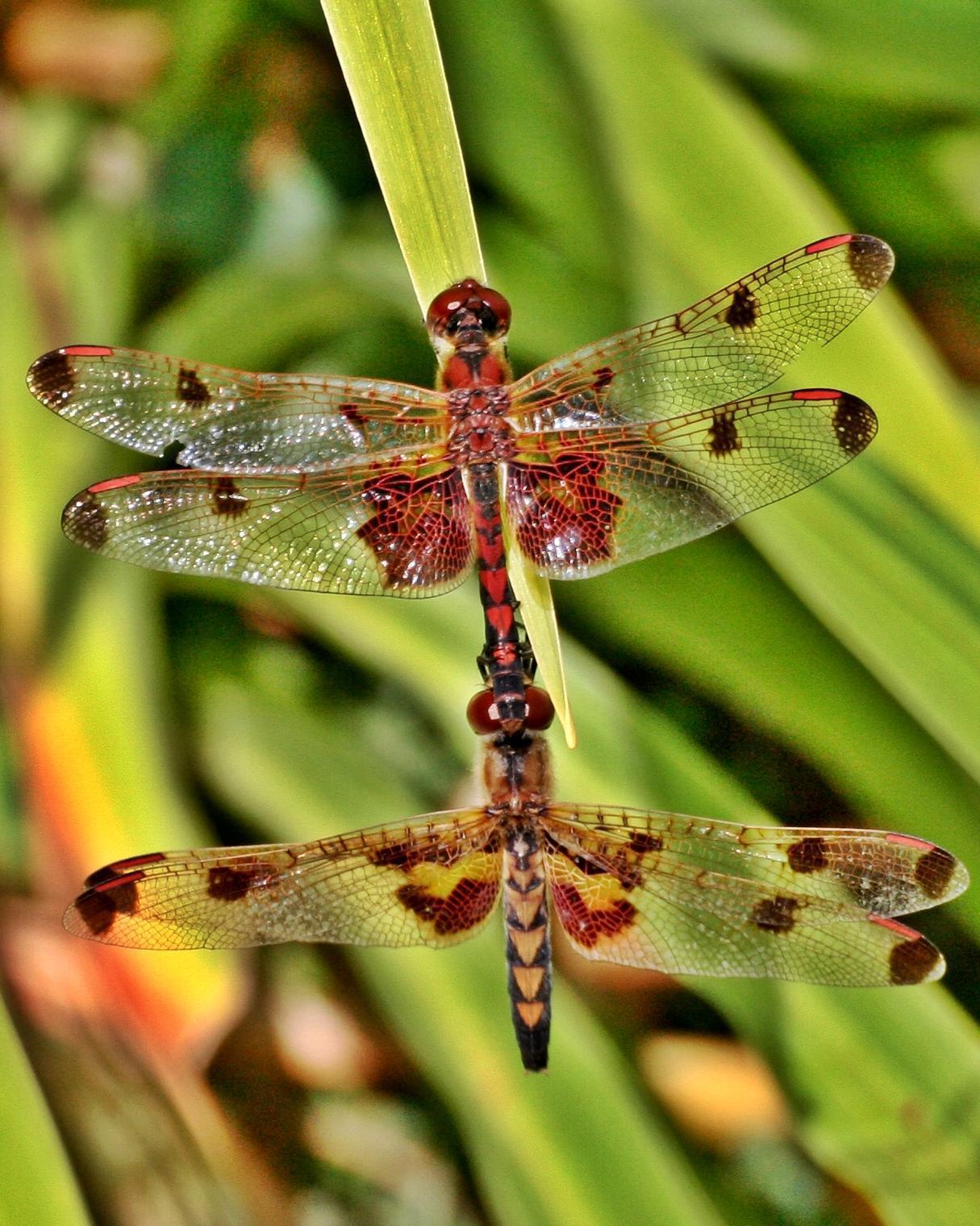 Calico Pennant Photo by Andrew Theus