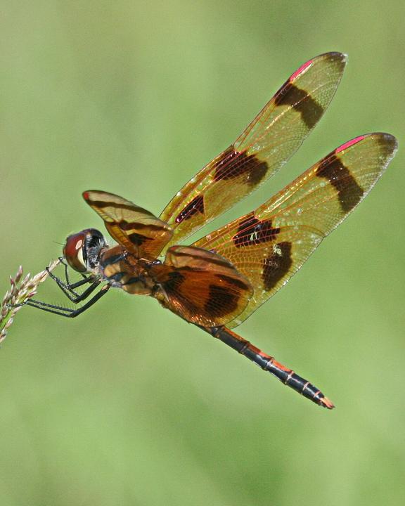 Halloween Pennant Photo by Alison Sheehey