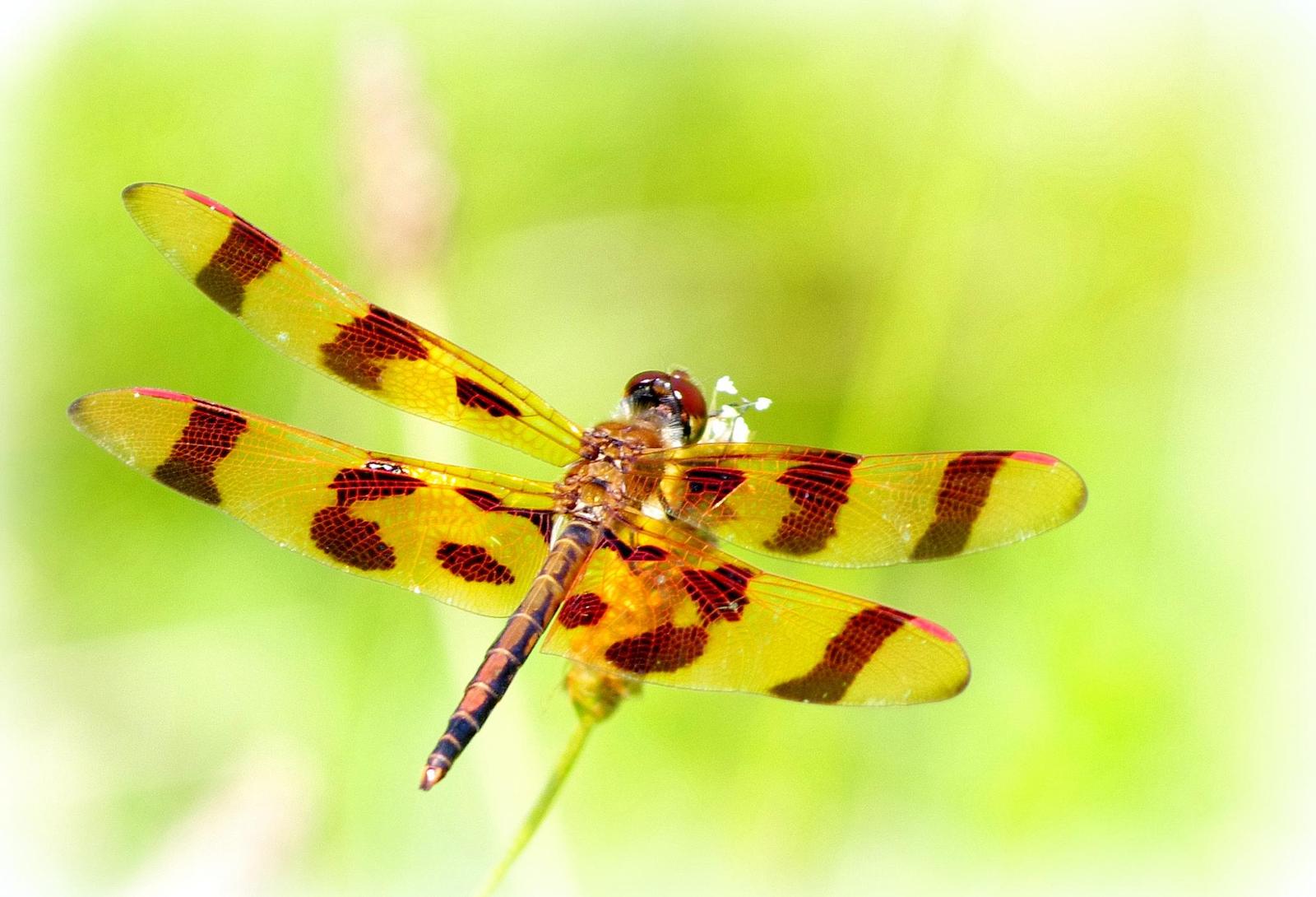 Halloween Pennant Photo by Hope Abrams