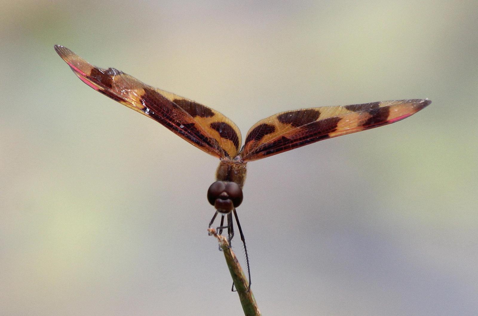Halloween Pennant Photo by Lewis Tester