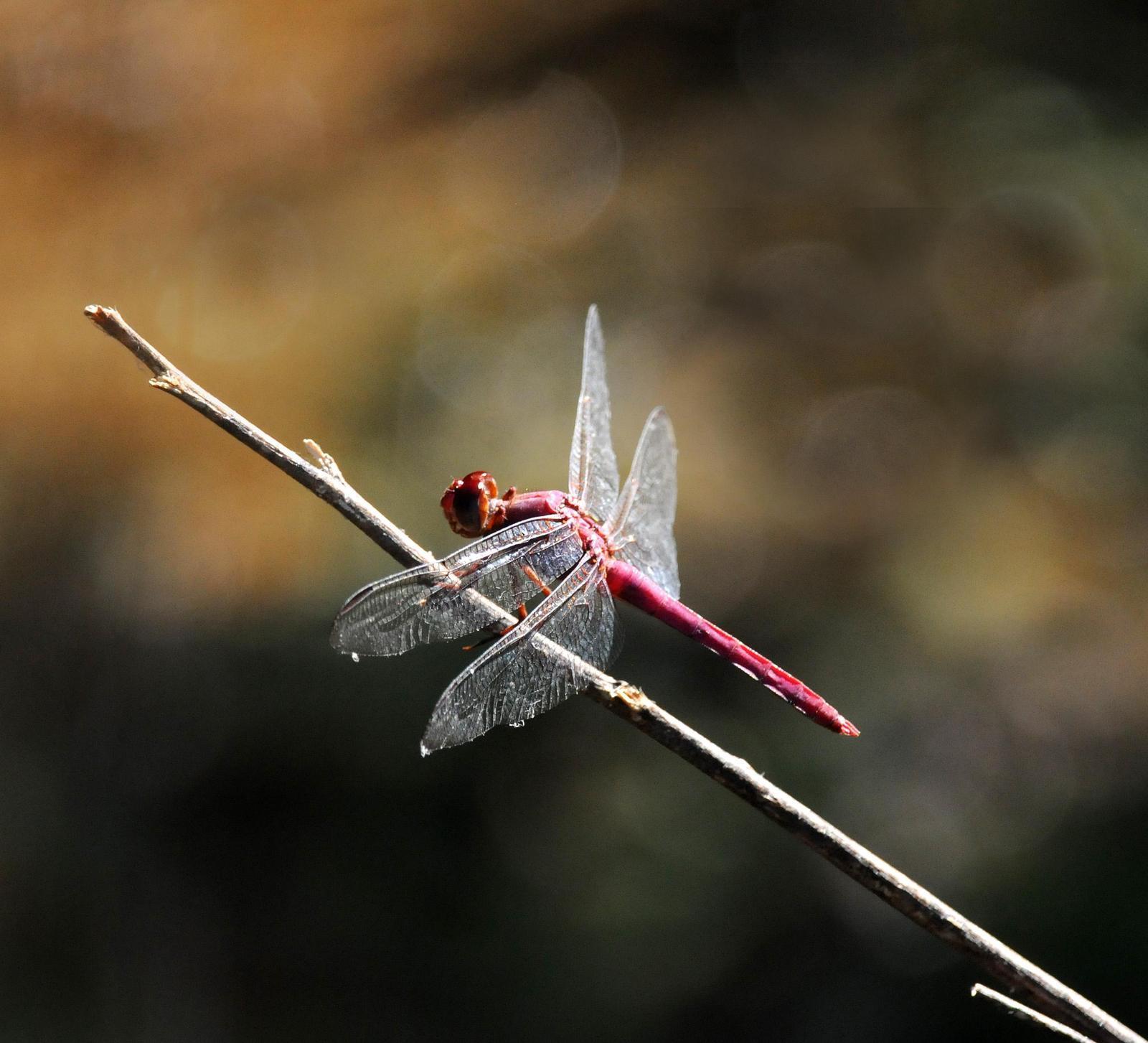 Scarlet Skimmer Photo by Steven Mlodinow
