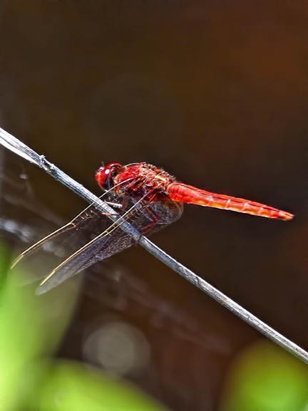 Scarlet Skimmer Photo by Dan Tallman