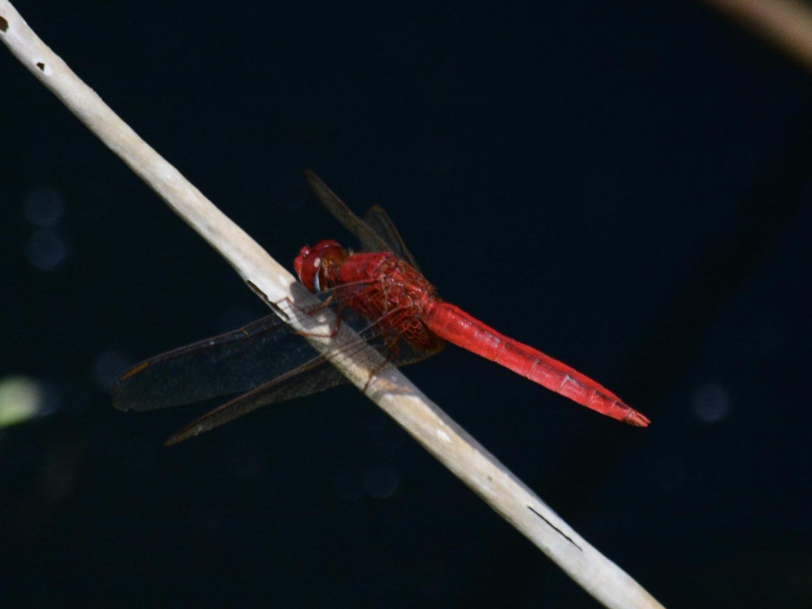 Scarlet Skimmer Photo by Jonathan Blithe