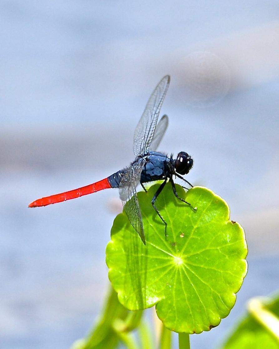 Flame-tailed Pondhawk Photo by Gerald Friesen
