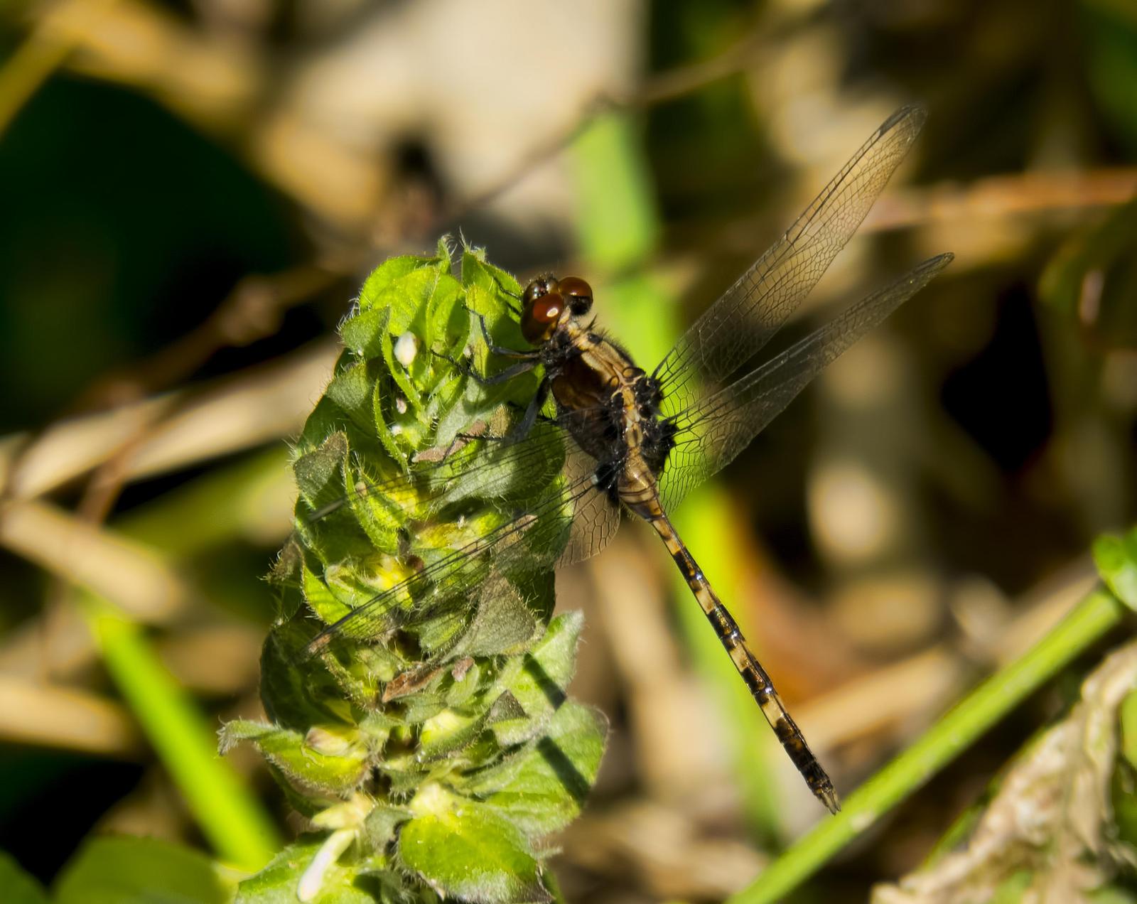 Pin-tailed Pondhawk Photo by Michael Moore