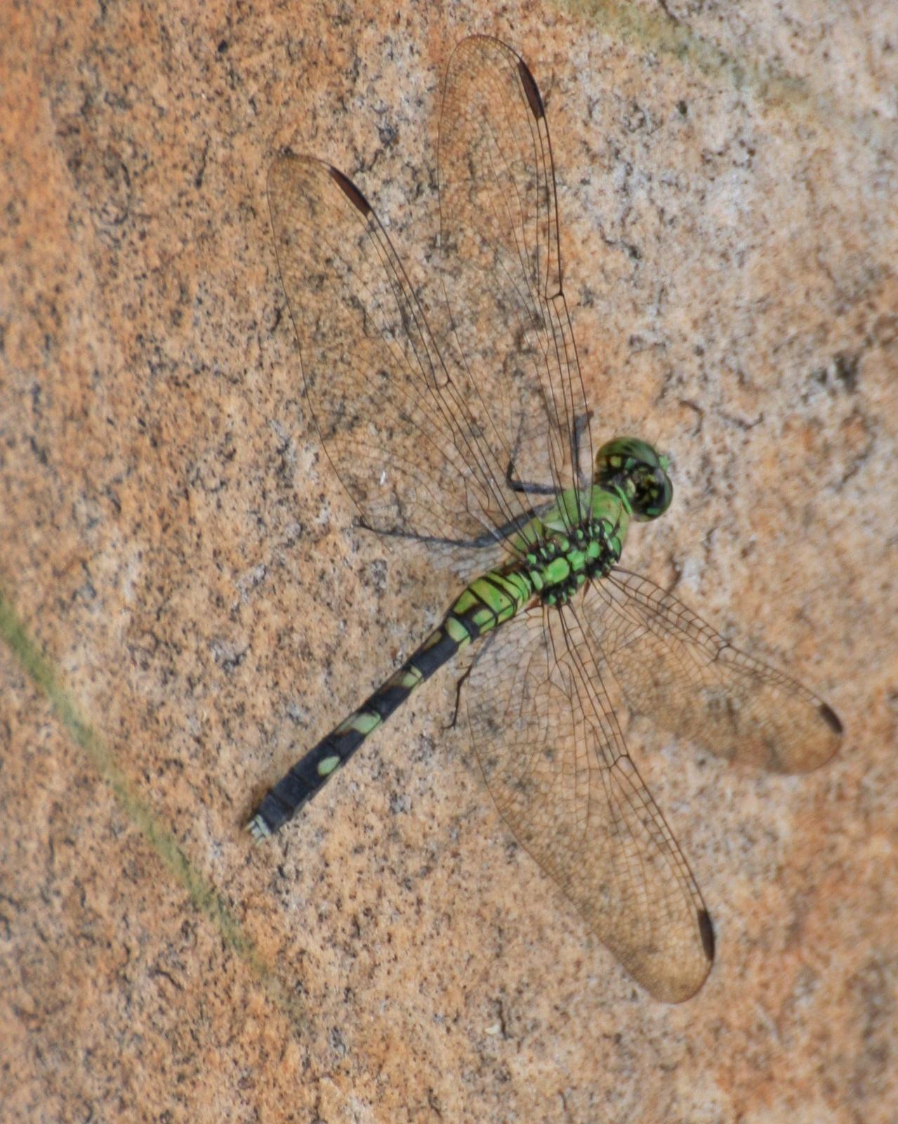 Eastern Pondhawk Photo by Andrew Theus