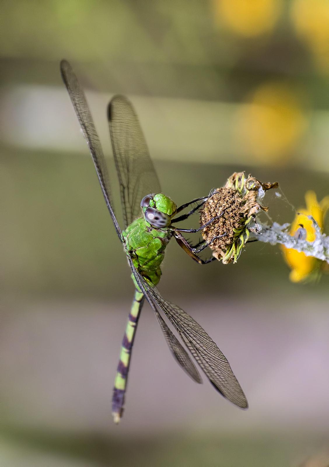 Great Pondhawk Photo by Michael Moore