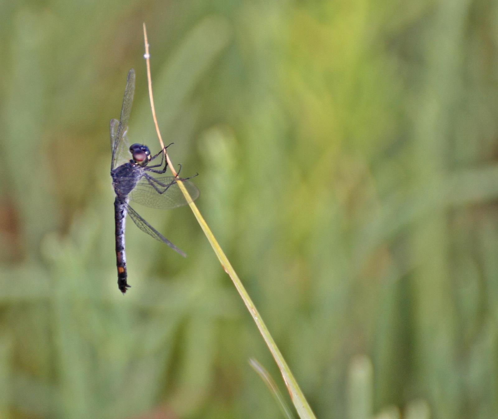 Seaside Dragonlet Photo by Andrew Theus