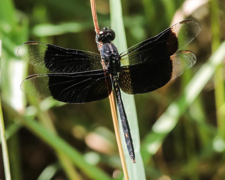 Black-winged Dragonlet Photo by Tony Schoch