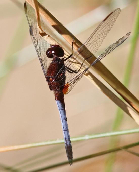 Red-faced Dragonlet Photo by Terry Hibbitts