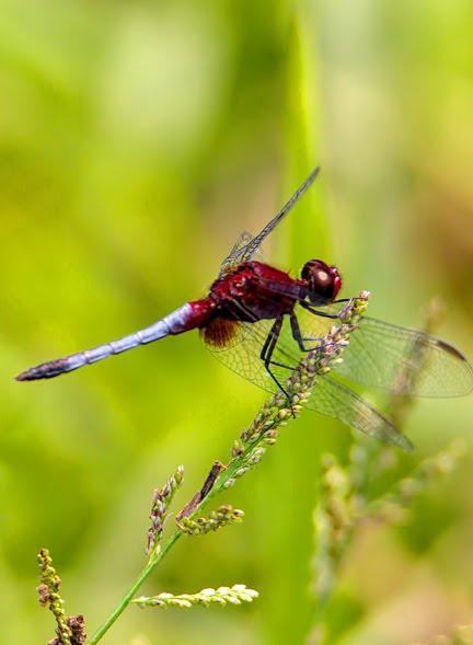 Red-faced Dragonlet Photo by Dan Tallman