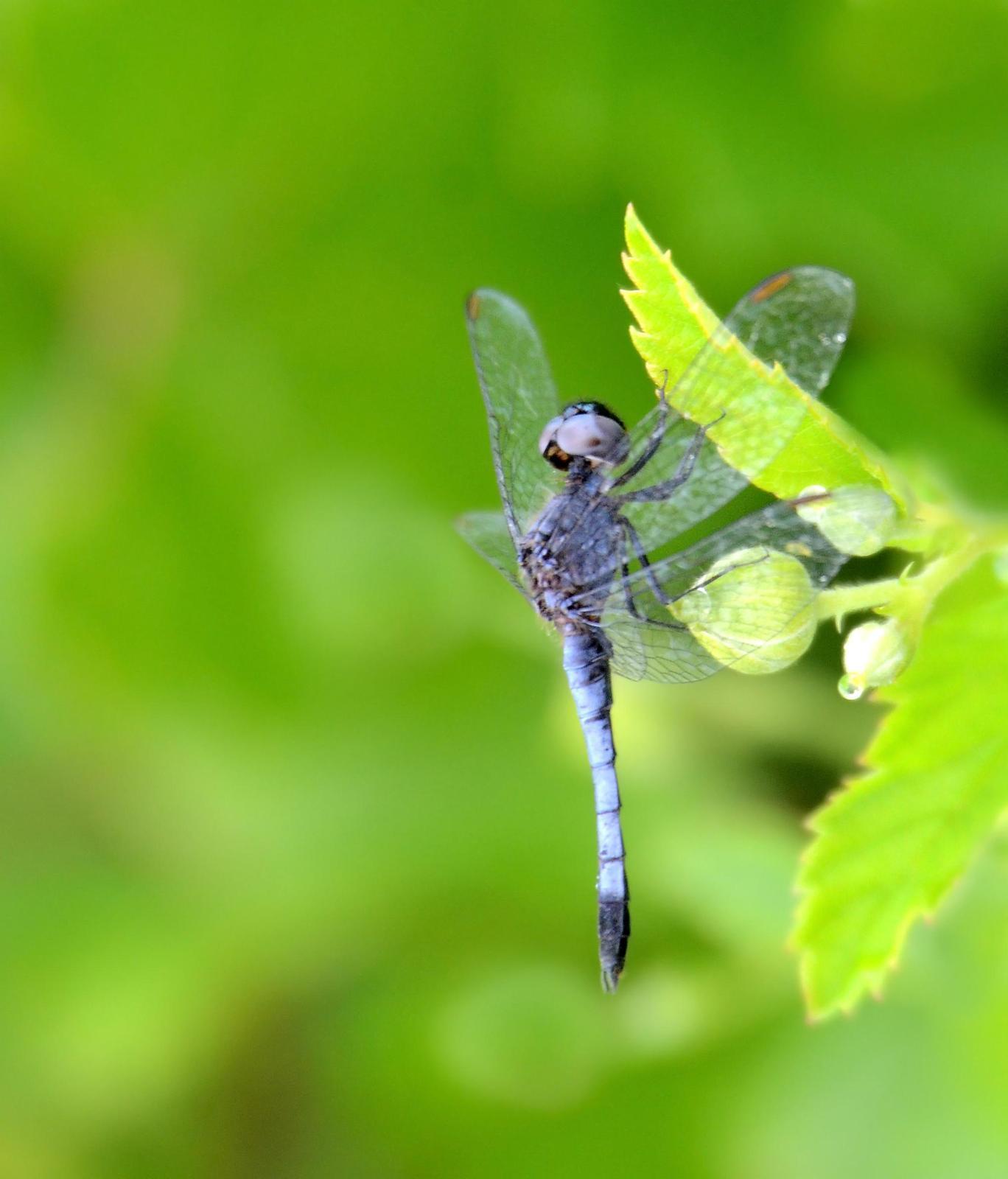Little Blue Dragonlet Photo by Steven Mlodinow
