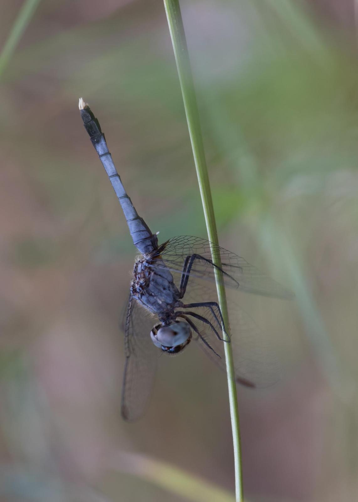 Little Blue Dragonlet Photo by Chuck Duplant
