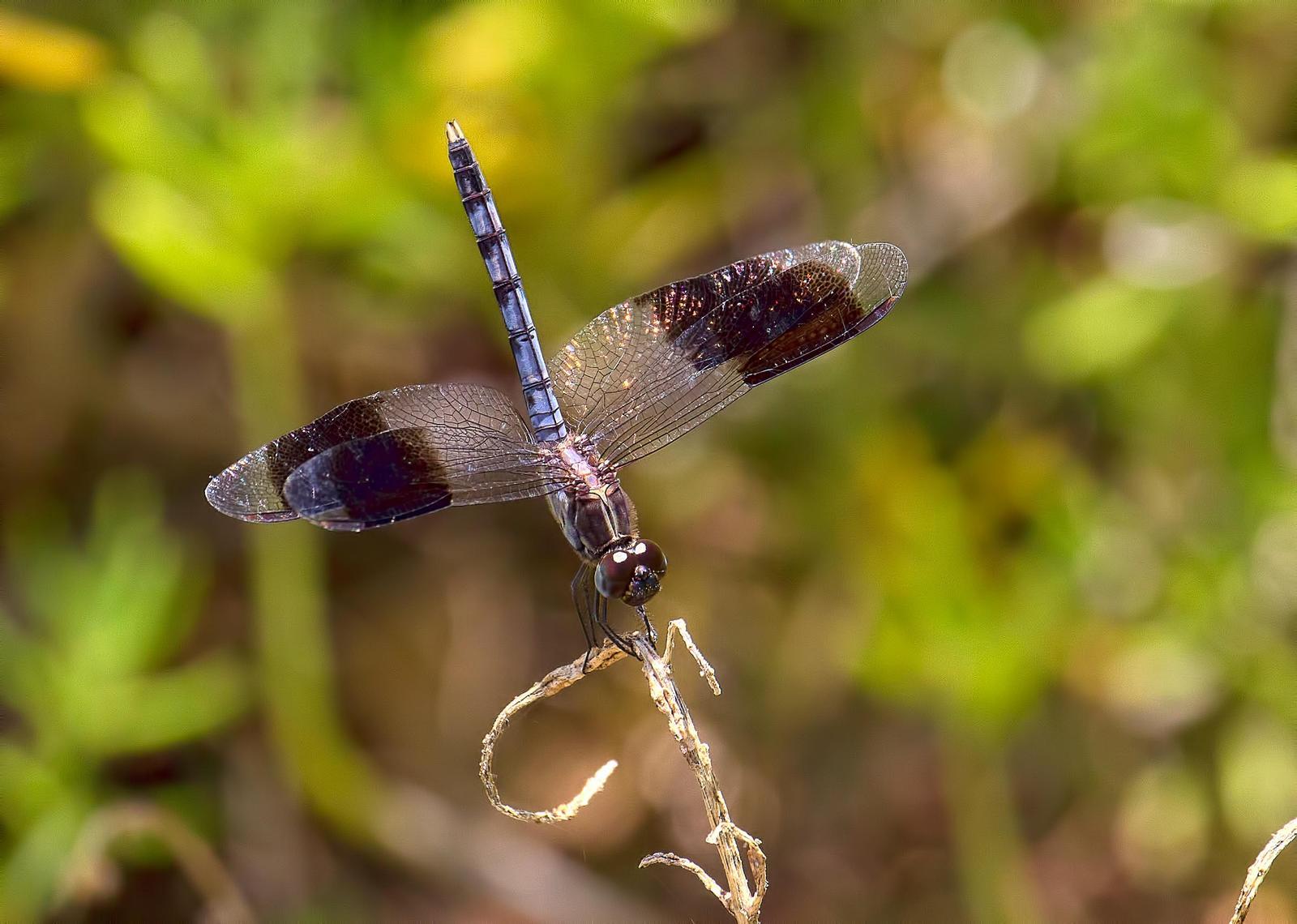 Band-winged Dragonlet Photo by Michael Moore