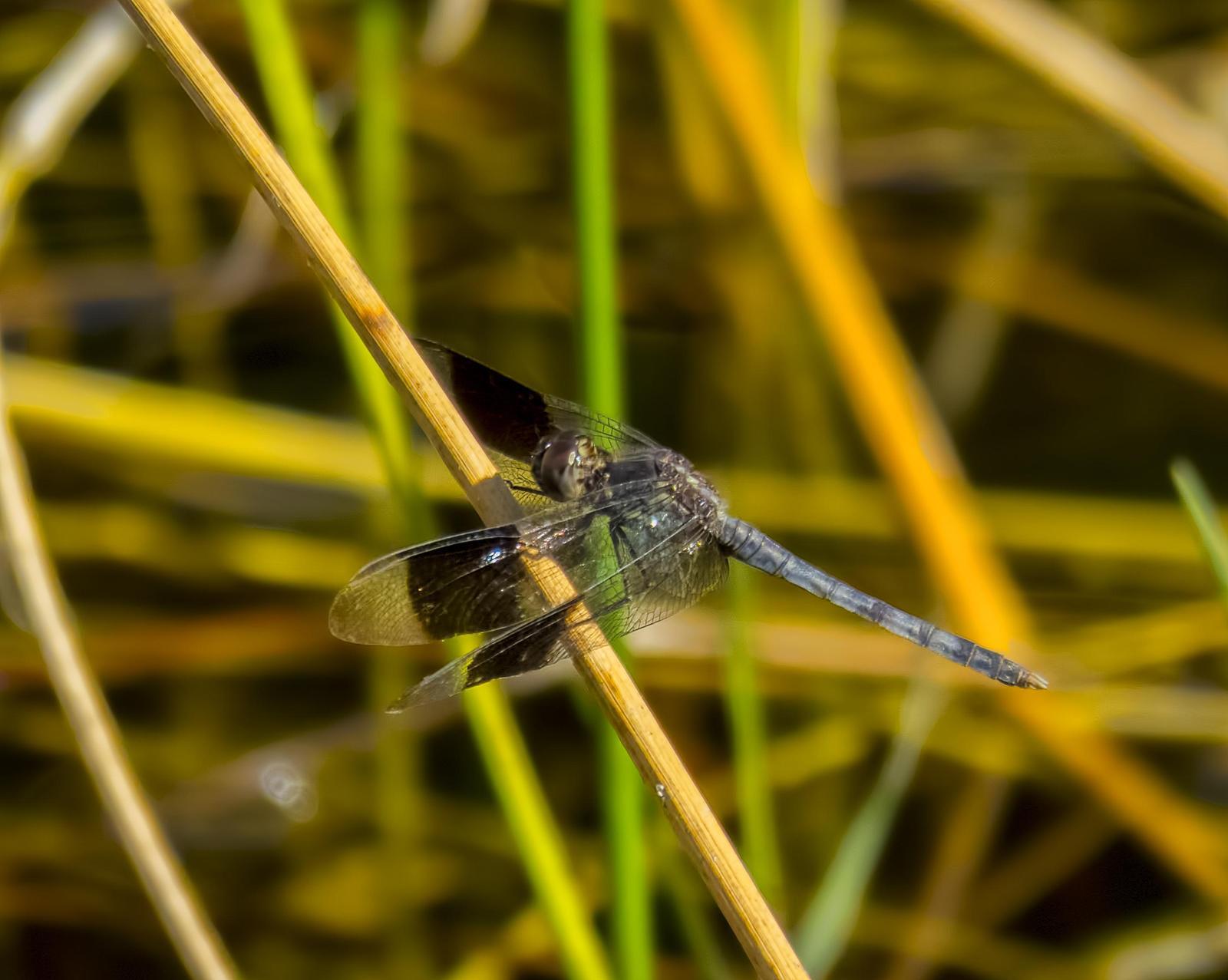 Band-winged Dragonlet Photo by Michael Moore