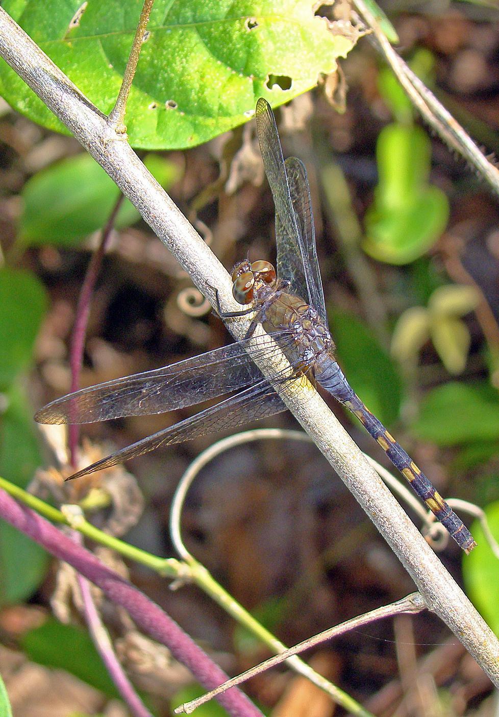 Band-winged Dragonlet Photo by Robert Behrstock