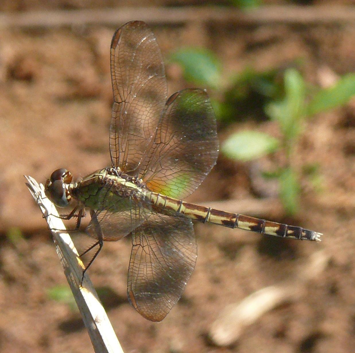 Band-winged Dragonlet Photo by Victor Fazio