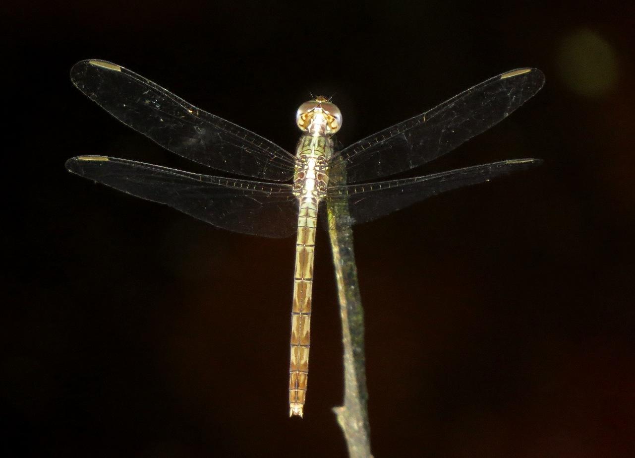 Band-winged Dragonlet Photo by Victor Fazio