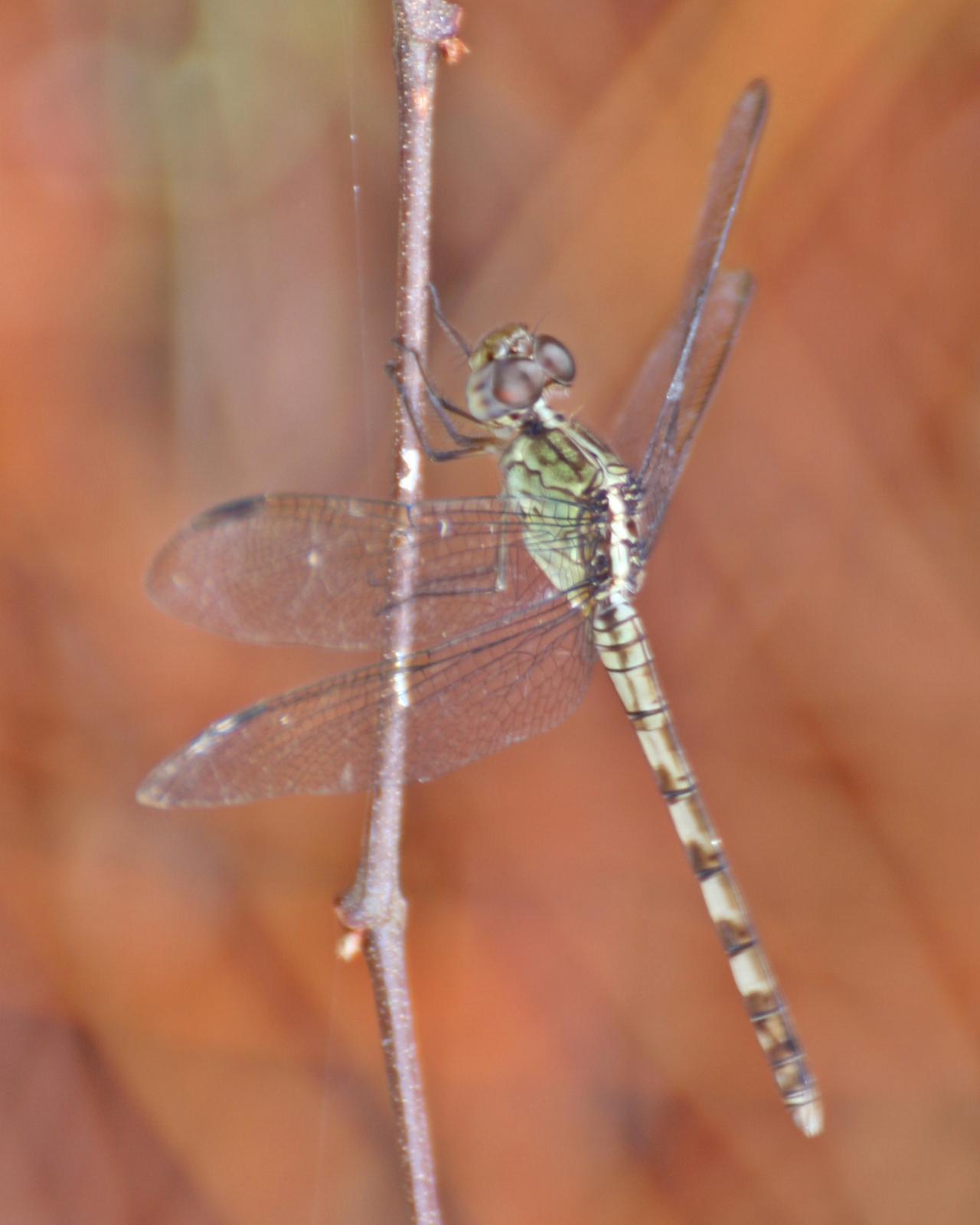 Band-winged Dragonlet Photo by Andrew Theus