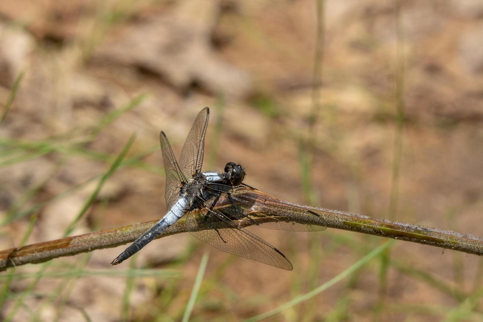 Chalk-fronted Corporal Photo by Joanne Bartkus