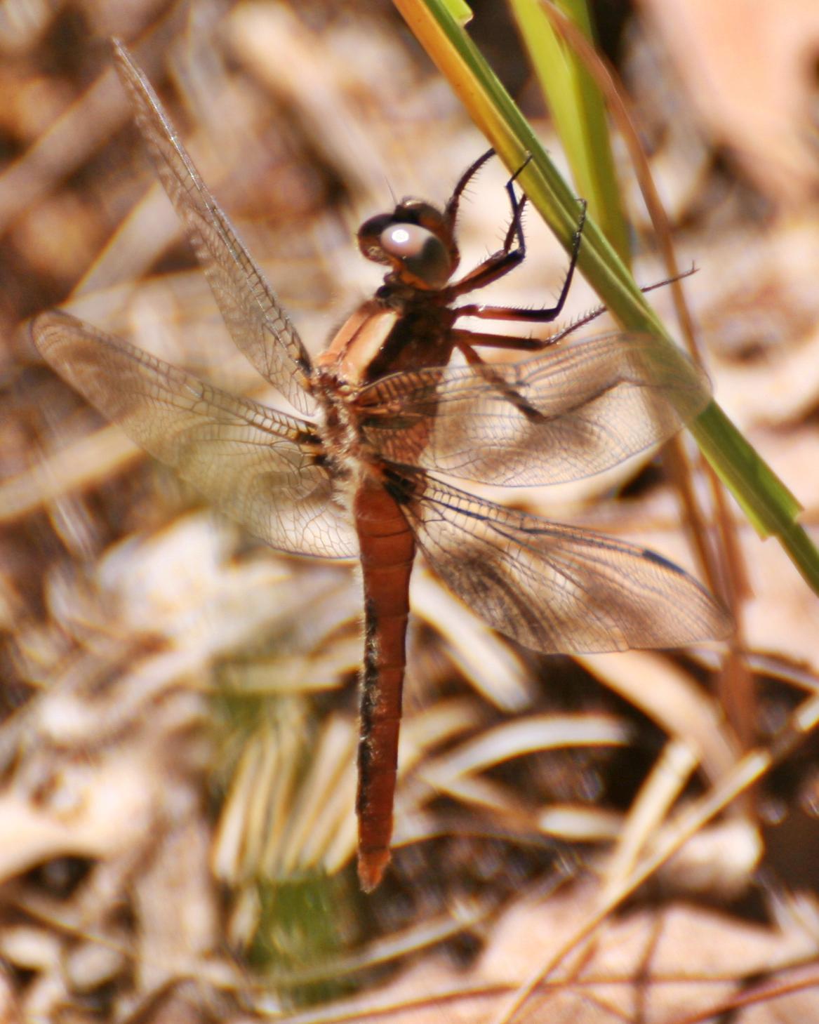 Chalk-fronted Corporal Photo by Andrew Theus