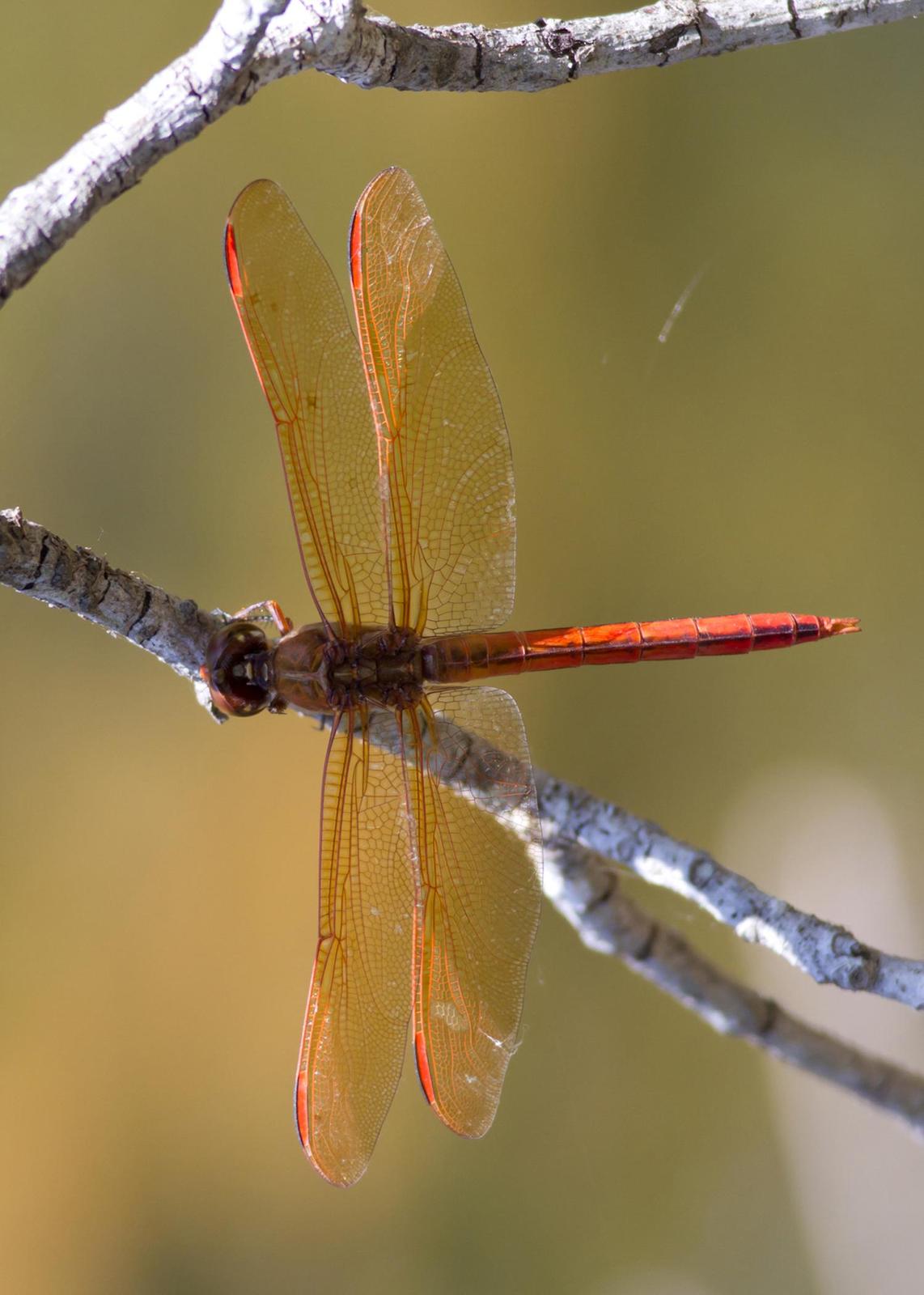Golden-winged Skimmer Photo by Chuck Duplant