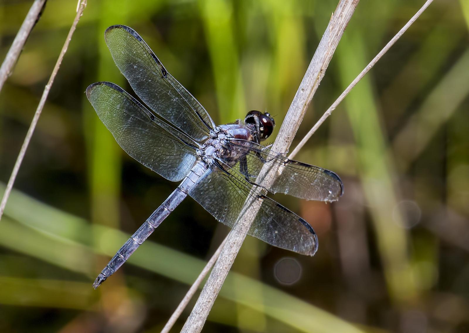 Bar-winged Skimmer Photo by Michael Moore