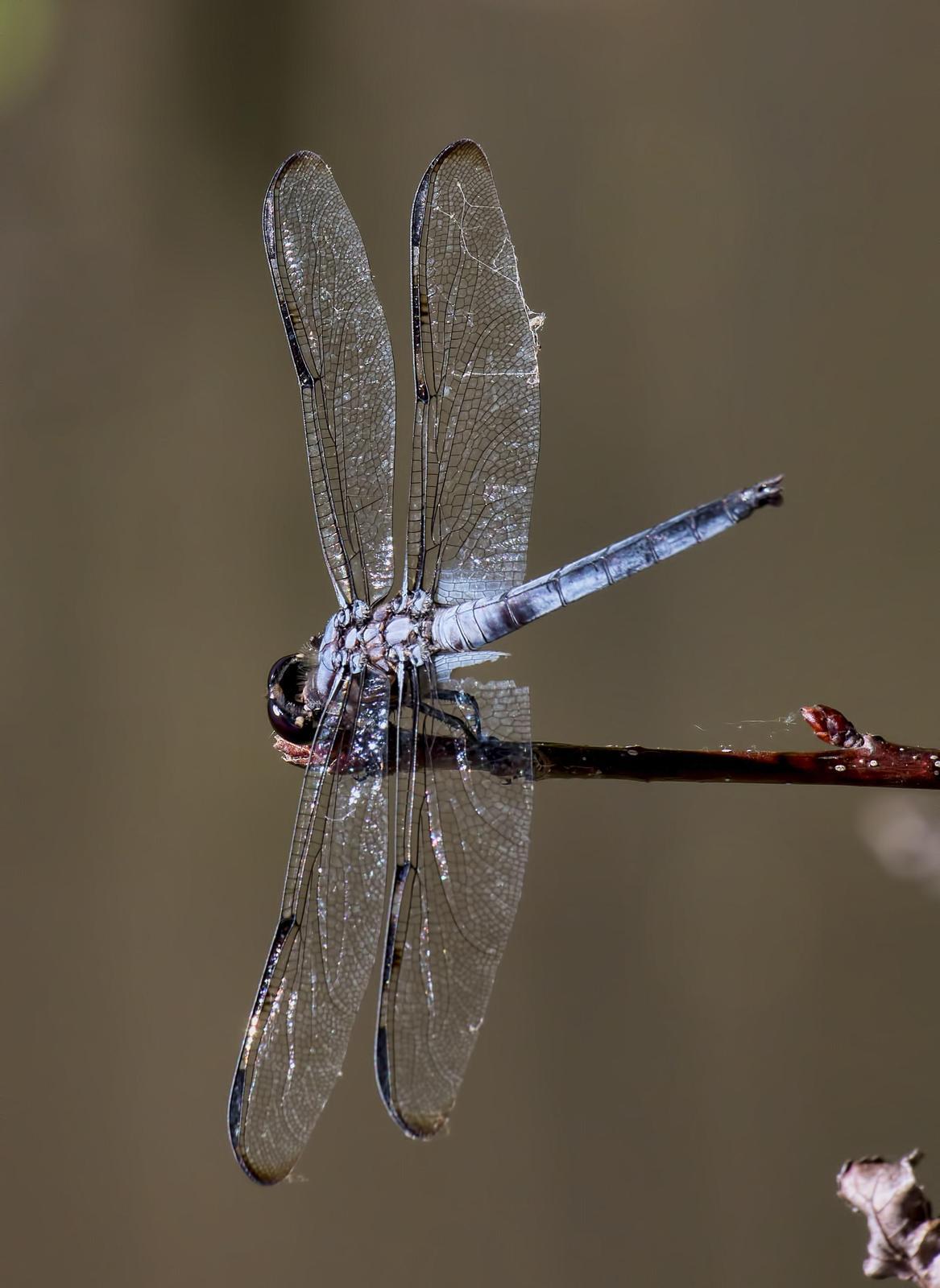 Bar-winged Skimmer Photo by Michael Moore
