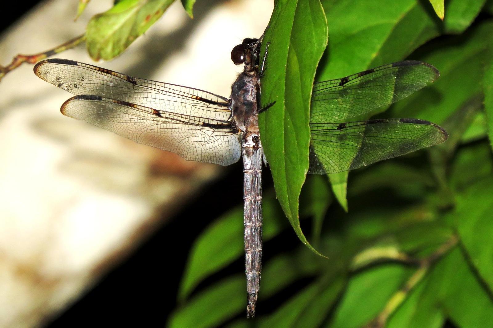 Bar-winged Skimmer Photo by Victor Fazio