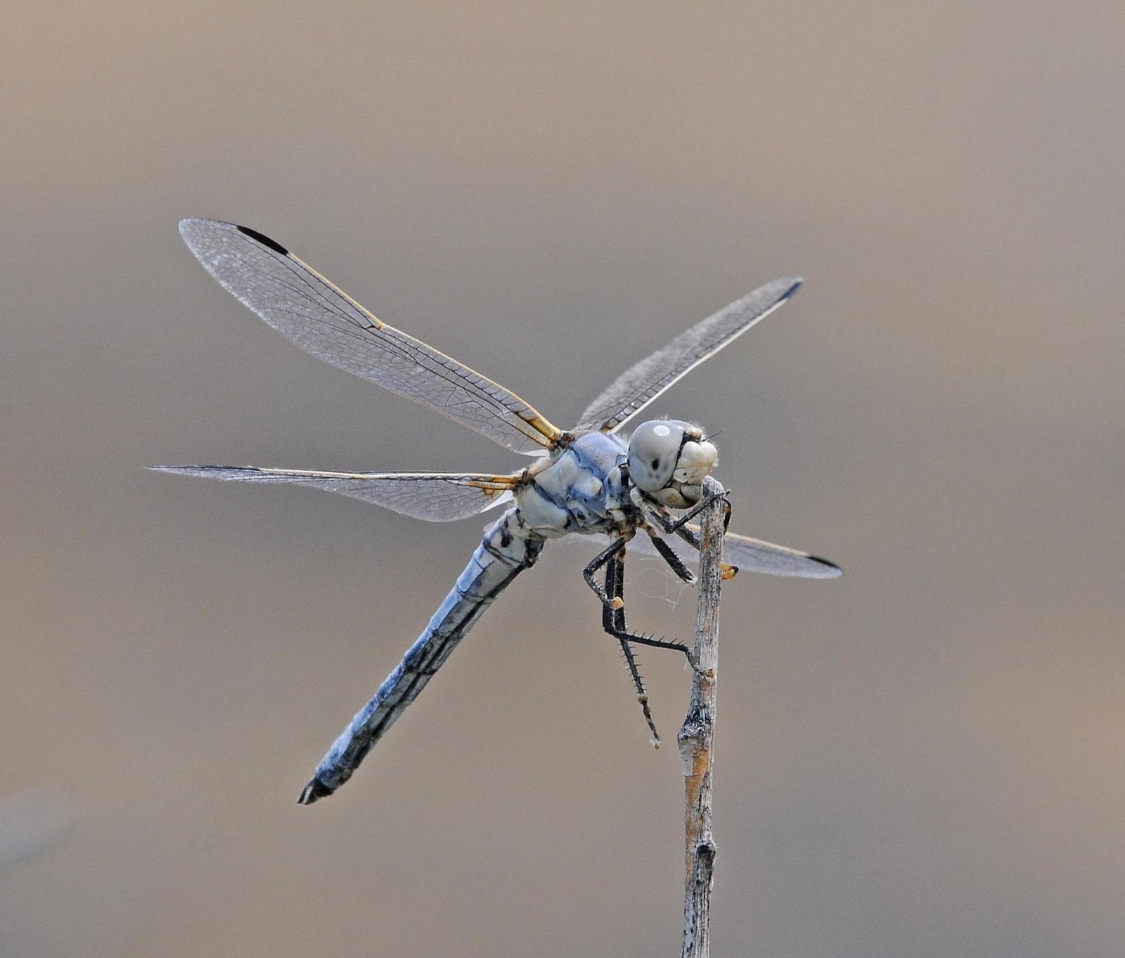 Bleached Skimmer Photo by marion dobbs