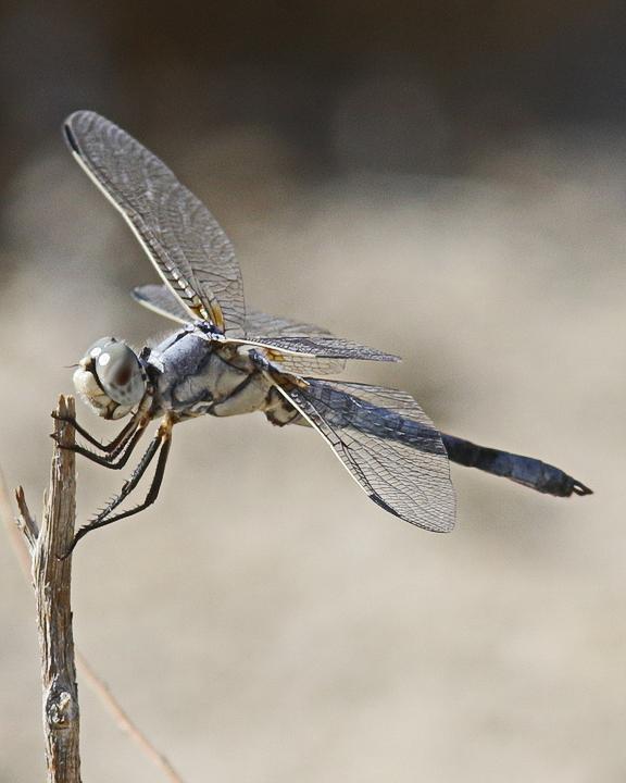 Bleached Skimmer Photo by Alison Sheehey