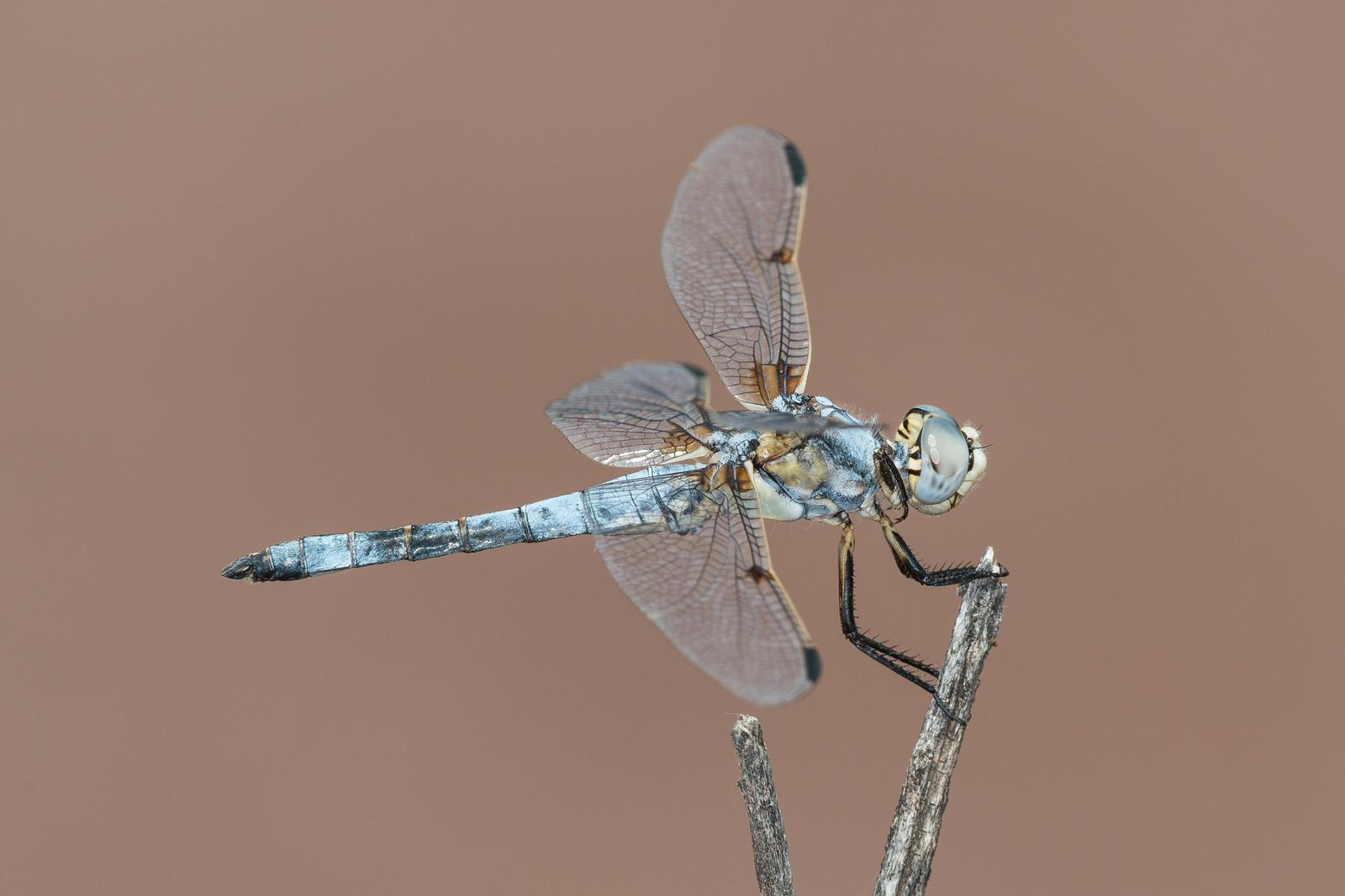 Bleached Skimmer Photo by David Oakley